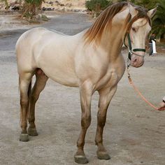 a white horse standing on top of a dirt field next to a person holding a leash