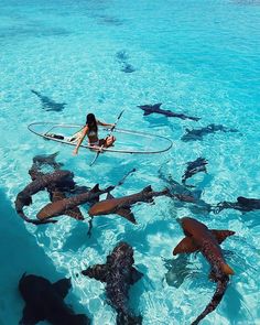 a woman riding on top of a surfboard in the ocean surrounded by shark sharks