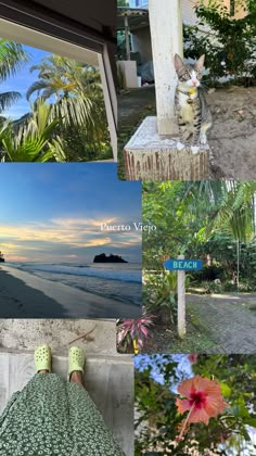 a collage of photos with a cat sitting on a bench and the ocean in the background