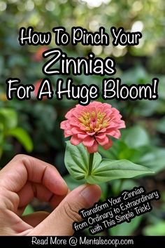 a hand holding a pink flower with the words how to pinch your zinnas for a huge bloom