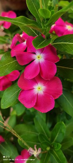 pink flowers with green leaves in the background