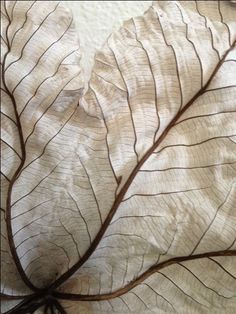 a close up of a leaf on a white surface