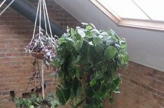 a potted plant in front of a brick wall under a skylight hanging from the ceiling