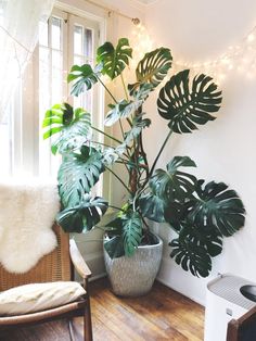 a houseplant in a pot on the floor next to a chair and window