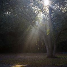 the sun is shining through the trees in the park