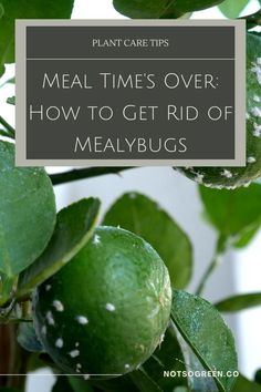 a plant with green leaves and the words meal times over how to get rid of meat bugs