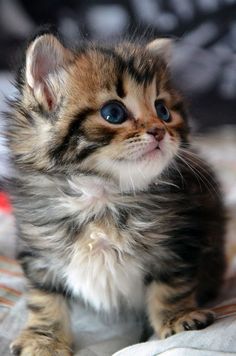 a small kitten sitting on top of a bed