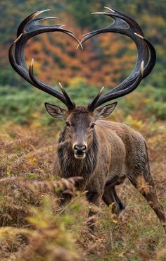 an animal with large antlers standing in the middle of a field and looking at the camera