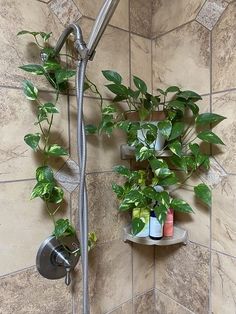 a shower head with plants growing on it and soap bottles in the corner next to it