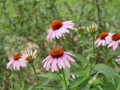 several pink flowers with red centers in a field