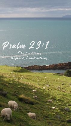 sheep grazing on the side of a grassy hill next to the ocean with bible verse