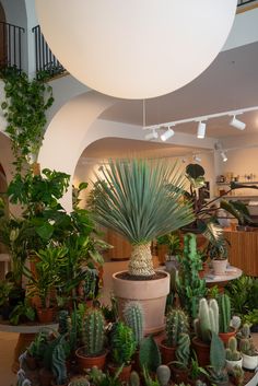 there are many plants in the potted planter on the floor next to each other