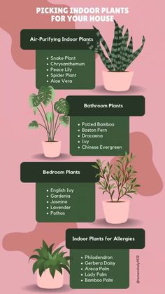 the houseplant guide for indoor plants