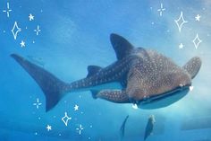 a large whale swimming in the ocean with stars on it's back and its mouth open