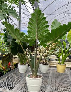 several potted plants on a table in a greenhouse