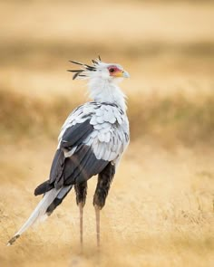 a large bird standing on top of a dry grass field