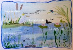 a watercolor painting with different types of plants and animals in the pond, along with words describing their names