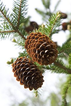 two pine cones hanging from a tree branch