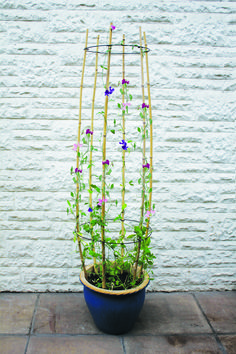 Haxnicks Cane supports supporting sweet peas growing in a pot Flower Trellis, Trellis Plants, The Secret Garden, Sweet Peas, Plant Supports, Deco Floral