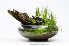 a glass bowl filled with green plants and grass