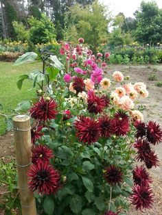 a garden filled with lots of flowers next to a fence