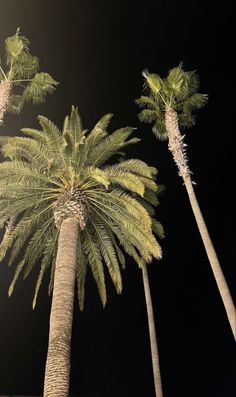 three palm trees in front of a building at night