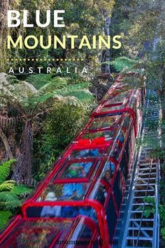 a red train traveling through a lush green forest filled with trees and bushes on top of a metal rail