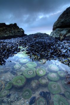 an ocean shore with rocks and seaweed in the water