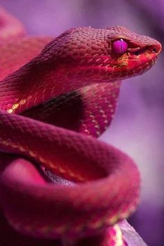 a close up of a red snake's head on top of a purple plant