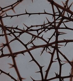 the branches of a tree are silhouetted against an overcast sky