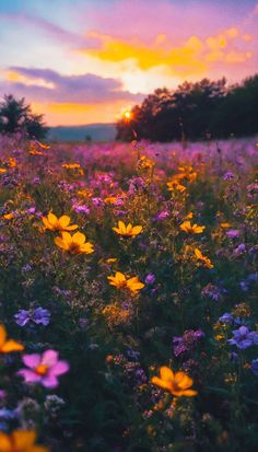 a field full of flowers with the sun setting in the background