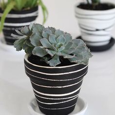 three black and white striped pots with succulents in them on a table