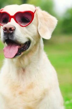 a white dog wearing red heart shaped sunglasses