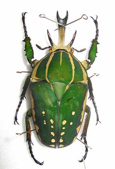 a green and yellow bug on a white surface