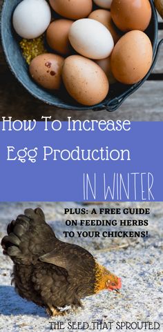 how to increase egg production in winter plus a free guide on feeding herbs to your chickens