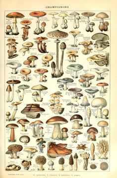 an illustration of mushrooms and other plants