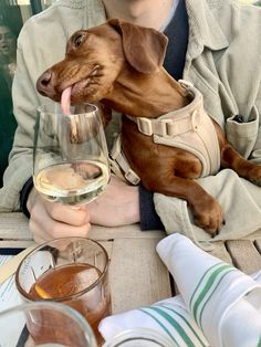 a person sitting at a table with a glass of wine and a dog in his lap