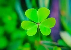 a four leaf clover sitting on top of green leaves