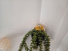 a potted plant sitting on top of a white shelf next to a glass vase filled with oranges