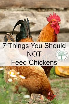 two chickens with the words 7 things you should not feed chickens in front of them