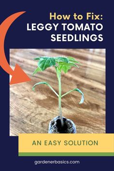 It's Not Too Late! Fix Those Leggy Tomato Seedlings Before Planting Tomato Seedlings Seed Starting, How To Grow Tomatoes From Seeds, Planting Tomatoes From Seed, Trimming Tomato Plants, Tomato Plant Diseases, Pruning Tomato Plants, Tomato Pruning, Gardening Pictures