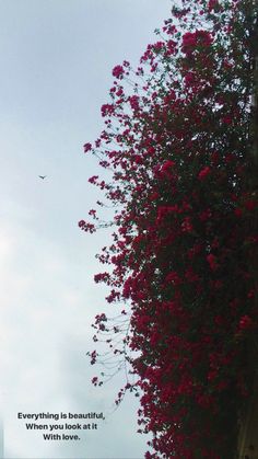 red flowers growing on the side of a building with a quote about everything is beautiful