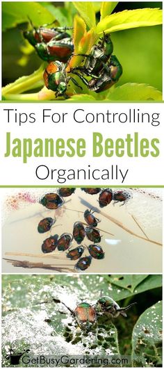 two pictures with text that says tips for controlling japanese beetles organicly