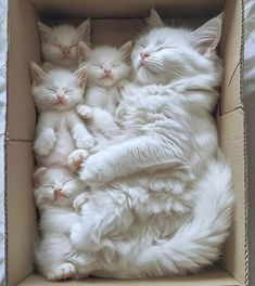 three white cats sleeping in a cardboard box