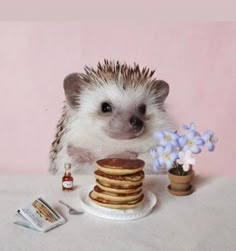 Cutee Animals, Hedgehog Pet, Super Cute Puppies, Cute Small Animals, A Hedgehog, Cute Animals Puppies, Baby Animals Pictures, Super Cute Animals