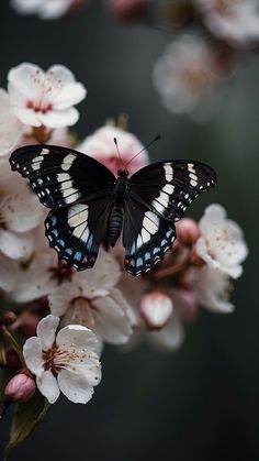 a black and white butterfly sitting on top of some pink flowered branches in front of a dark background