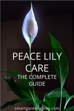 peace lily care the complete guide