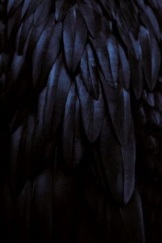 the back side of a large black bird's feathers