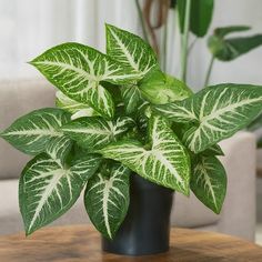 a green and white plant sitting on top of a wooden table