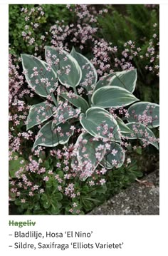 some pink flowers and green leaves in a garden